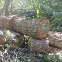 هرس .قطع درخت .خریدچوب