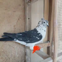 کبوتر|حیوانات|آباده, |دیوار