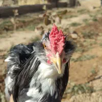 خروس جوان گلین پنگوئنی|حیوانات مزرعه|شاهین‌شهر, عطار|دیوار