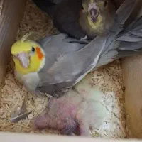 عروس هلندی