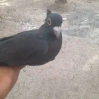 زاغ گوگ ماده