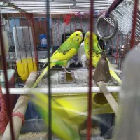 مرغ عشق|پرنده|ملارد, |دیوار