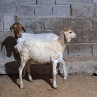 میش سومال بابچه ماده