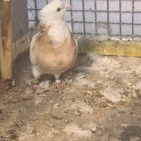 کبوتر طوقی|پرنده|سرپل ذهاب, |دیوار