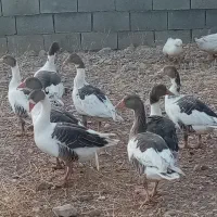 غاز فروشی نرماده