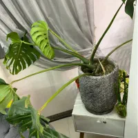 ( مانسترا ) برگ‌ انجیری برگ پهن بزرگ