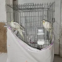 یک جفت عروس هلندی نر سخنگو ماده جوجه سه ماهه هست|پرنده|شیراز, شاهچراغ|دیوار