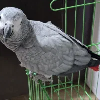 کاسکو|پرنده|کرمان, |دیوار