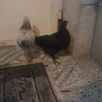 جوجه