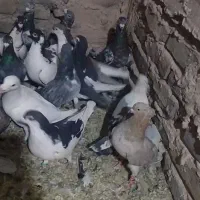 24عدد کفتر پرشی و ضربه|پرنده|سبزوار, اسلام آباد|دیوار