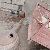 حمیدیه دهکده