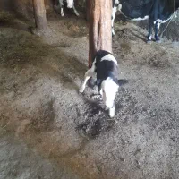 گوساله ماده سیمینتال ۳روزه شیر خوار