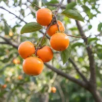 نهال صنوبر صادراتی سود بالا با کاشت کم‌هزینه|خدمات باغبانی و درختکاری|اسلام آباد, |دیوار