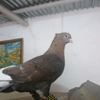 کبوتر|پرنده|مسجد سلیمان, |دیوار