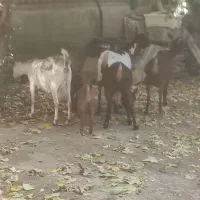 فروش بز صلاله بزغاله دار و ابستن|حیوانات مزرعه|آذرشهر, |دیوار