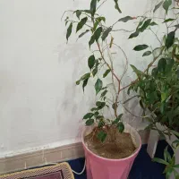 گل بزرگ