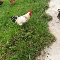 خروس  محلی  اصل