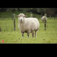 پشم گوسفند