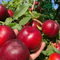 انواع نهال پر کیفیت و اصلاح شده|خدمات باغبانی و درختکاری|محمدشهر, محمدشهر|دیوار