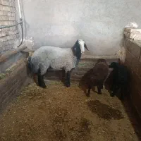 بره قوچ شالی