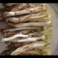 ۴۰یا۵۰کیلوکنگرتازه