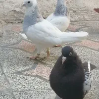 کفتر طوق آبی بردار سرور دم سفید شمعک تخت|پرنده|شیراز, سعدیه جنوبی|دیوار