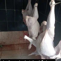 بوقلمون گوشتی