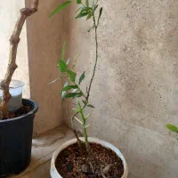 درخچه بونسای|گل و گیاه طبیعی|کرج, باغستان|دیوار