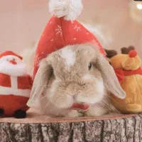 خرگوش|موش و خرگوش|اصفهان, شهرک کاوه|دیوار