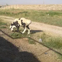 قوچ‌چینی