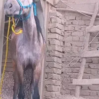 اسب مادیان