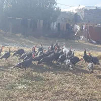 فروش بوقلمون محلی و قاز وقوقاز آدرس مرگور زیوه|حیوانات مزرعه|ارومیه, |دیوار