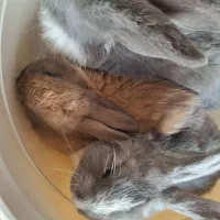 خرگوش لوپ|موش و خرگوش|چهارباغ, |دیوار