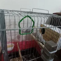 یک جفت عروس هلندی با قفس