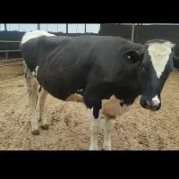 فروش نوبر هشت ماه