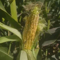 ذرت علوفه ای دانه دار