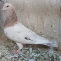 کفتر