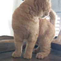 گربه واگذاری