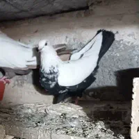 یک جفت سینه ای  دم سیاه
