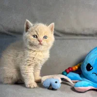 مجموعه گربه ایران کتز|گربه|اصفهان, ارداجی|دیوار