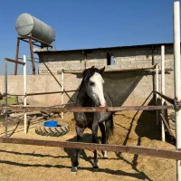 اسب|اسب و تجهیزات اسب‌سواری|بشاریات, |دیوار