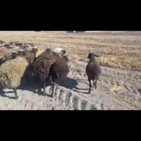 گوسفند داشتی|حیوانات مزرعه|تاکستان, |دیوار