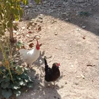 مرغ و خروس بومی