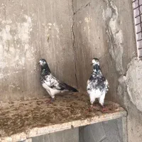 کبوتر پاکستانی|پرنده|بندر دیر, |دیوار