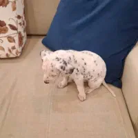 پودل رد و دالمیشن|سگ|شیراز, ابیوردی|دیوار