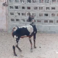 نری پچی