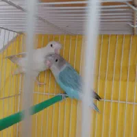 کوتوله برزیلی جفت خوشرنگ|پرنده|مشهد, تلگرد|دیوار