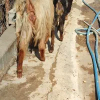 بز کهره دار