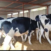 فروش گوساله شیرخوار