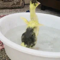 دو دانه بچکه قازم گرک